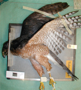 Click to Enlarge View Fig 2