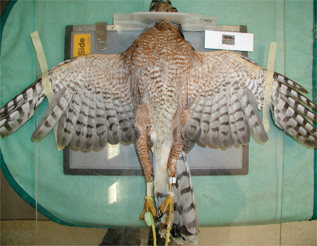 Click to Enlarge View Fig 3