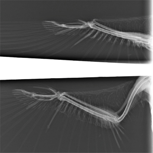 Click to Enlarge View Fig 5