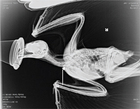 Click to Enlarge View Fig 7