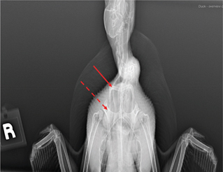 Click to Enlarge View Fig 9