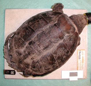 Click to Enlarge View Fig 12
