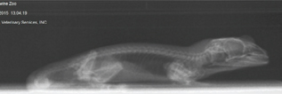 Click to Enlarge View Fig 17