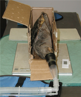 Click to Enlarge View Fig 18
