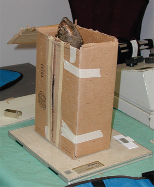 Click to Enlarge View Fig 19