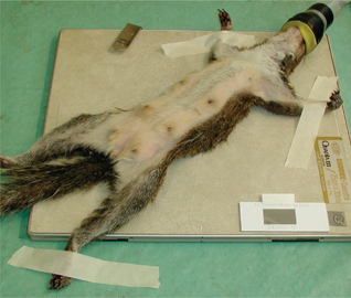 Click to Enlarge View Fig 20