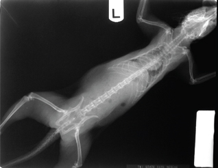 Click to Enlarge View Fig 21