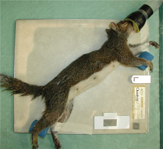 Click to Enlarge View Fig 22