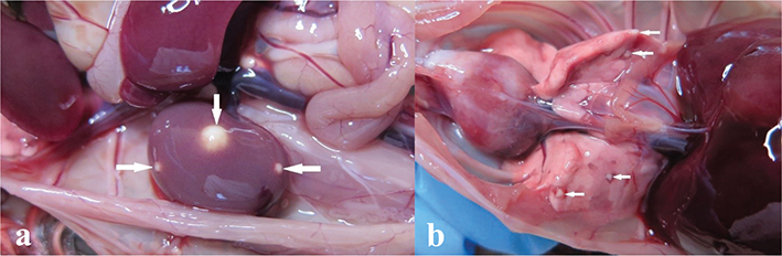 Fig 5