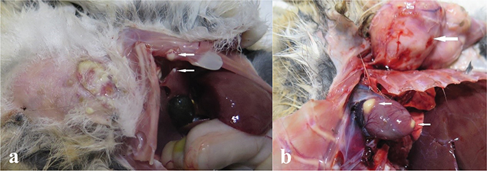 Fig 10