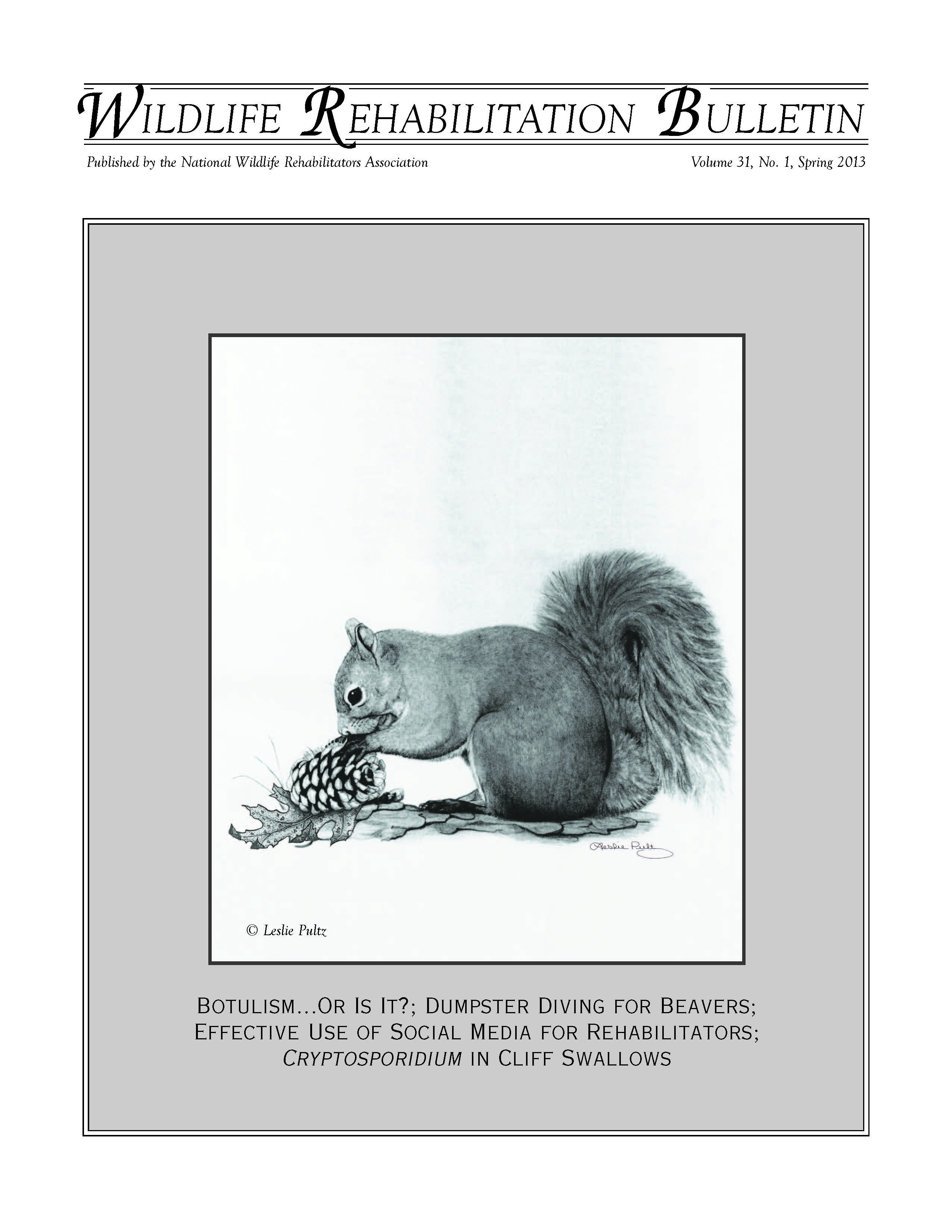 Eastern gray squirrel (Sciurus carolinensis). Artwork by Leslie Pultz
