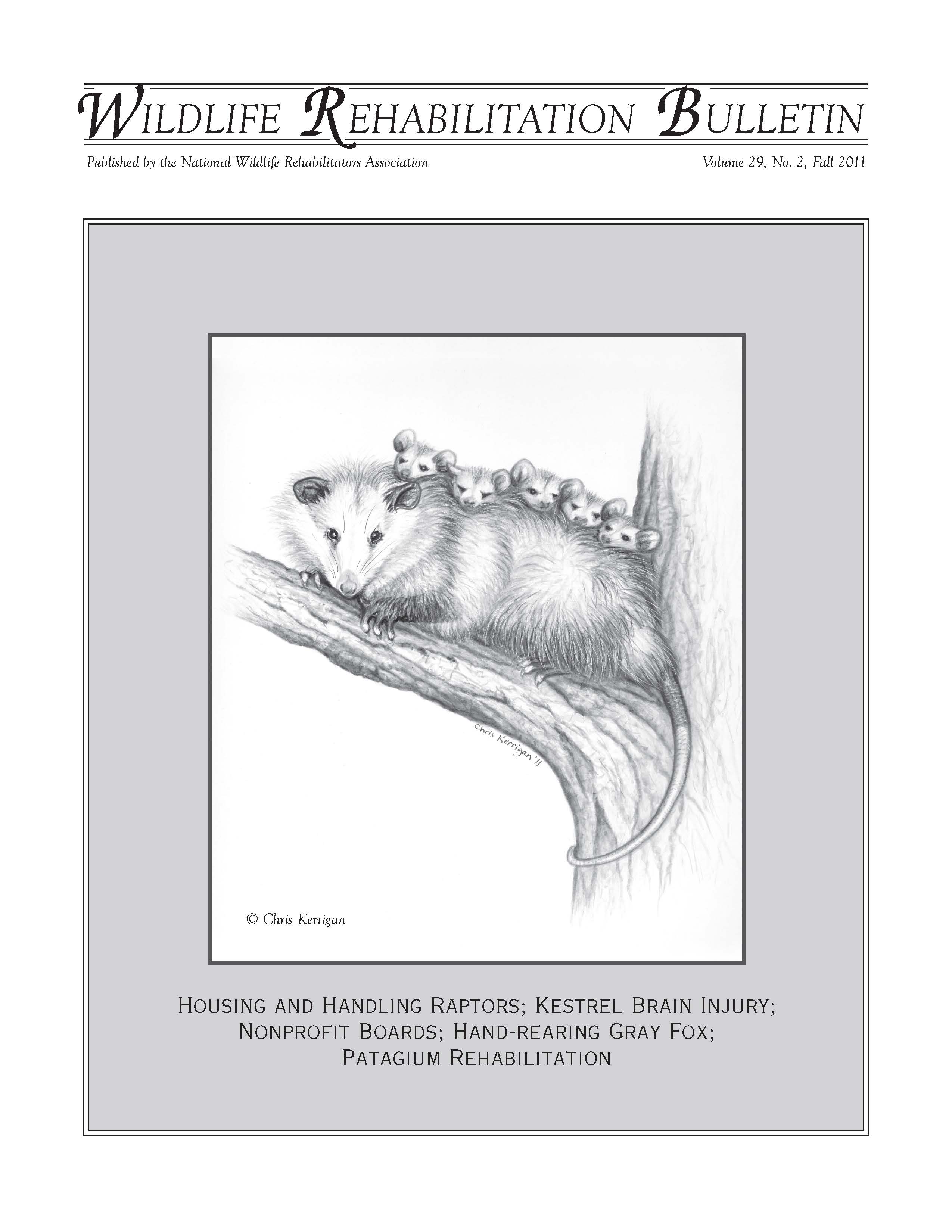 Virginia opossum with young. (Didelphis virginiana). Artwork by Chris Kerrigan.