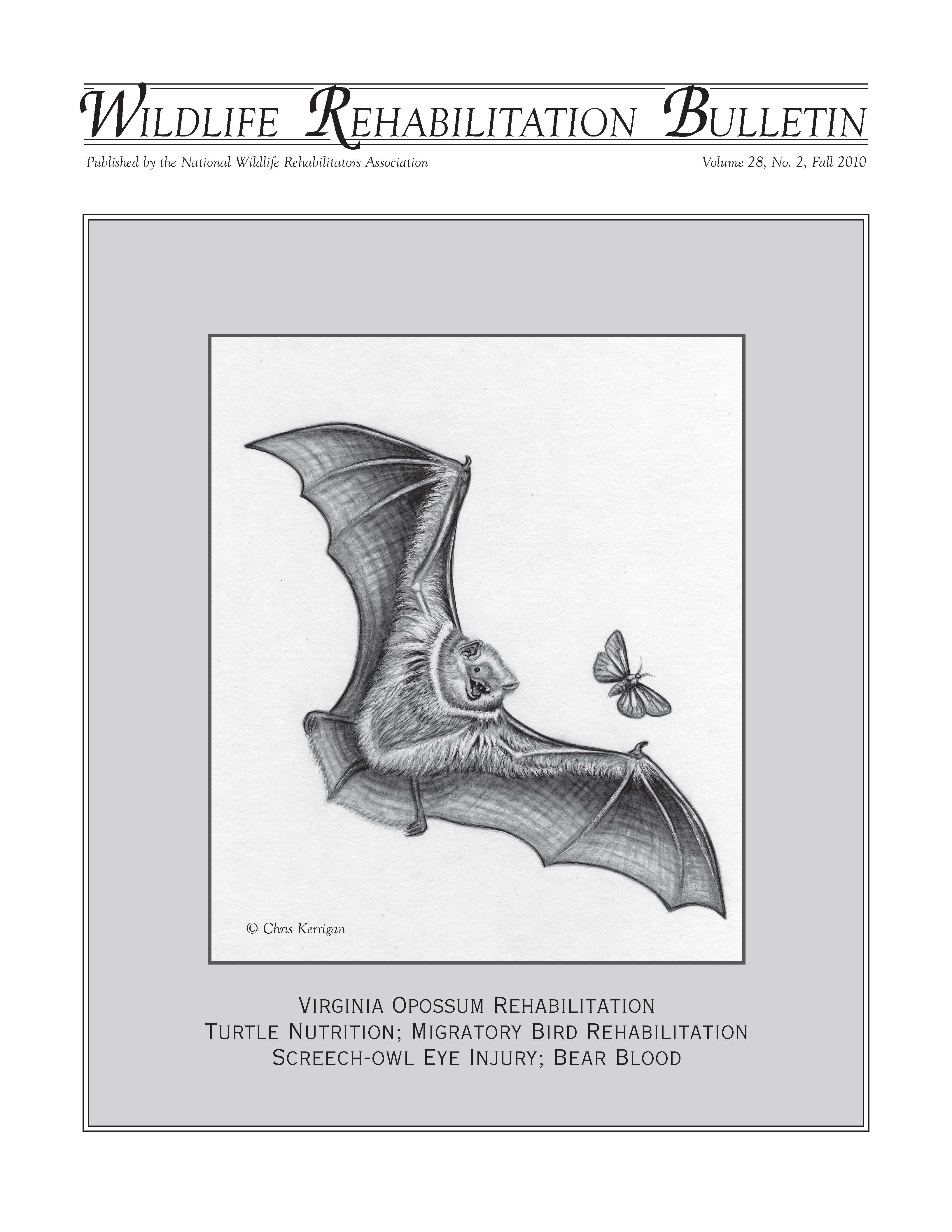 Eastern red bat (Lasiurus borealis). Artwork by Chris Kerrigan.