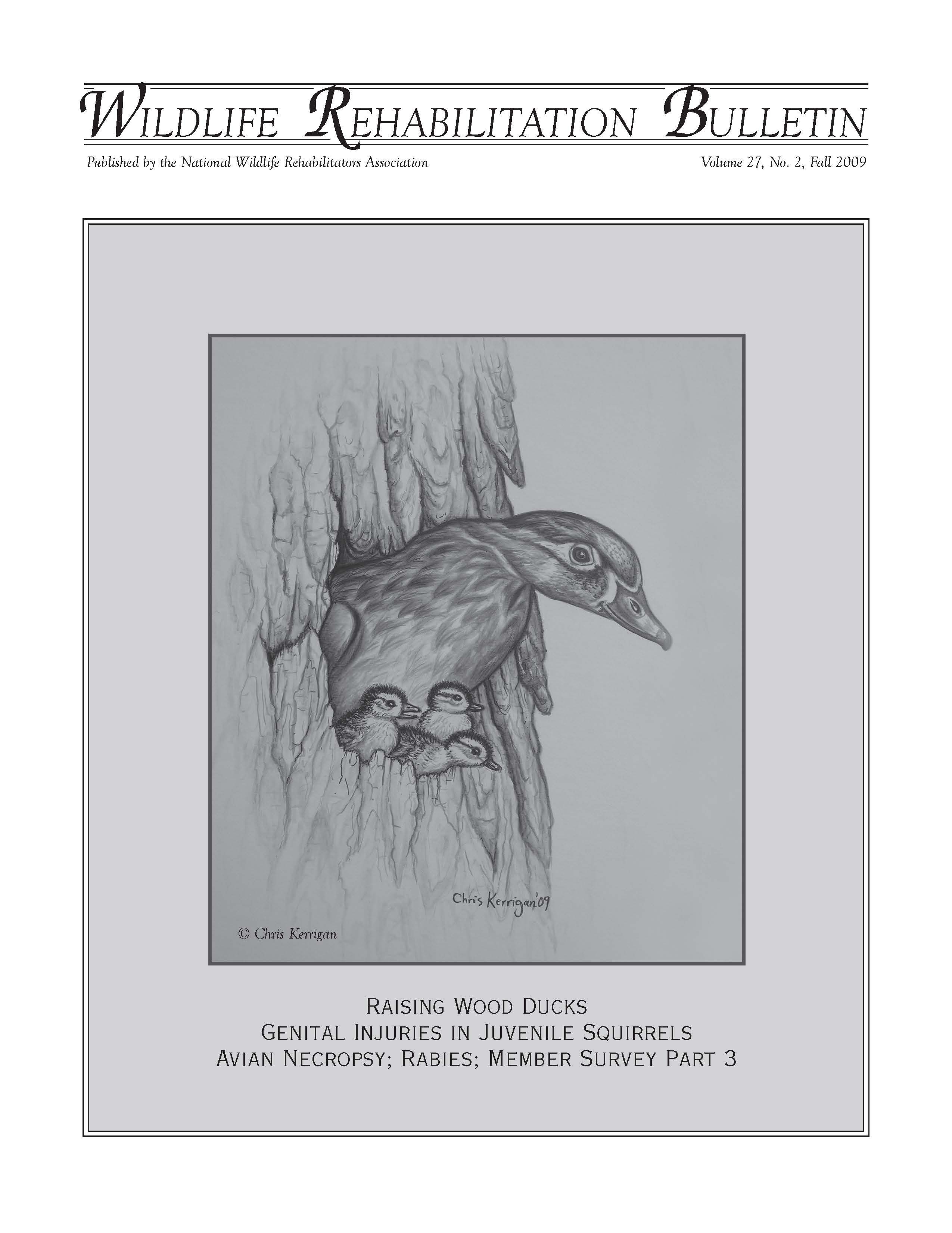 Wood ducks (Aix sponsa). Artwork by Chris Kerrigan.