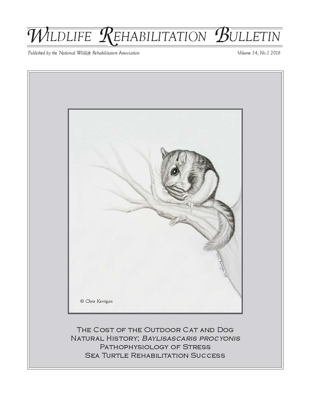 Northern flying squirrel (Glaucomis sabrinus). Artwork by Chris Kerrigan.