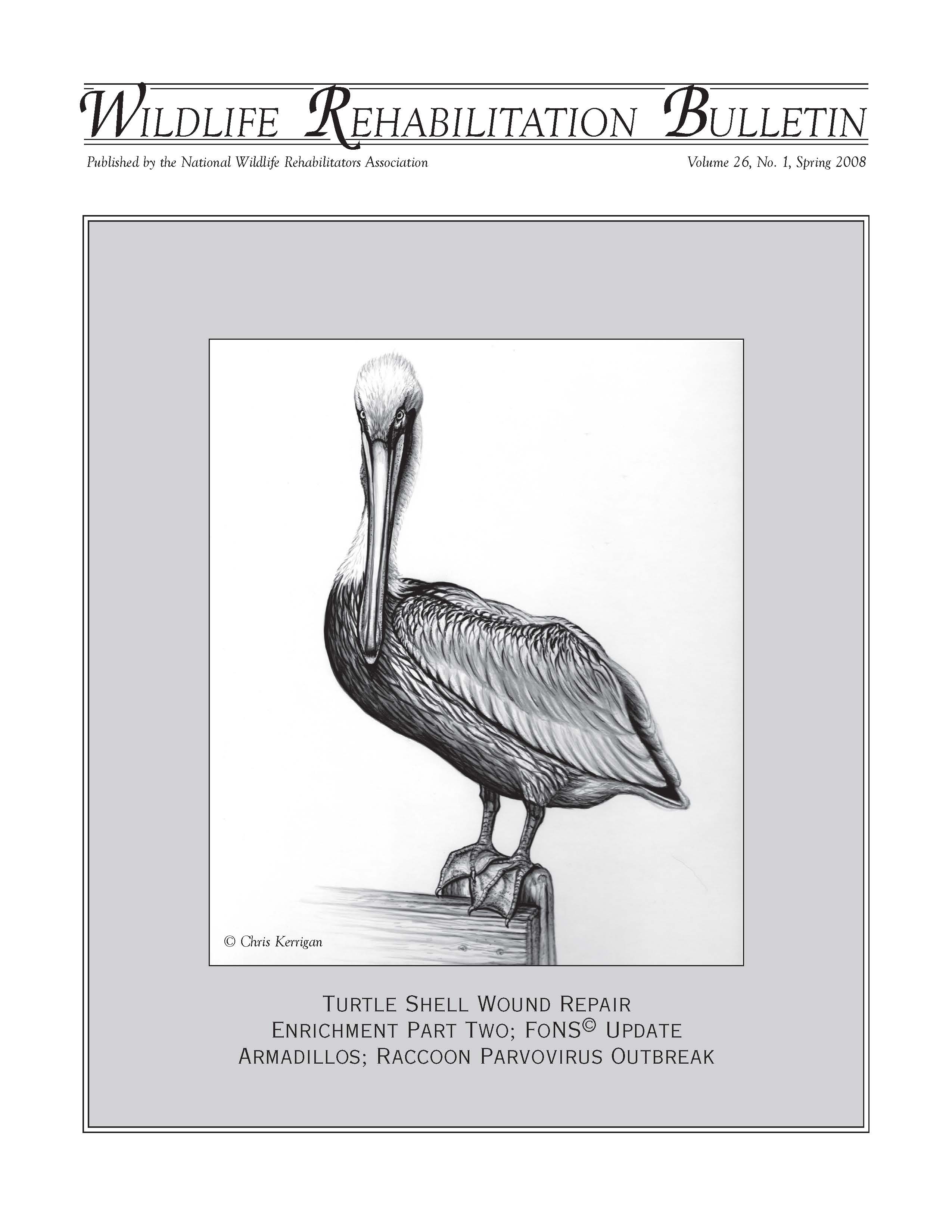 Brown pelican