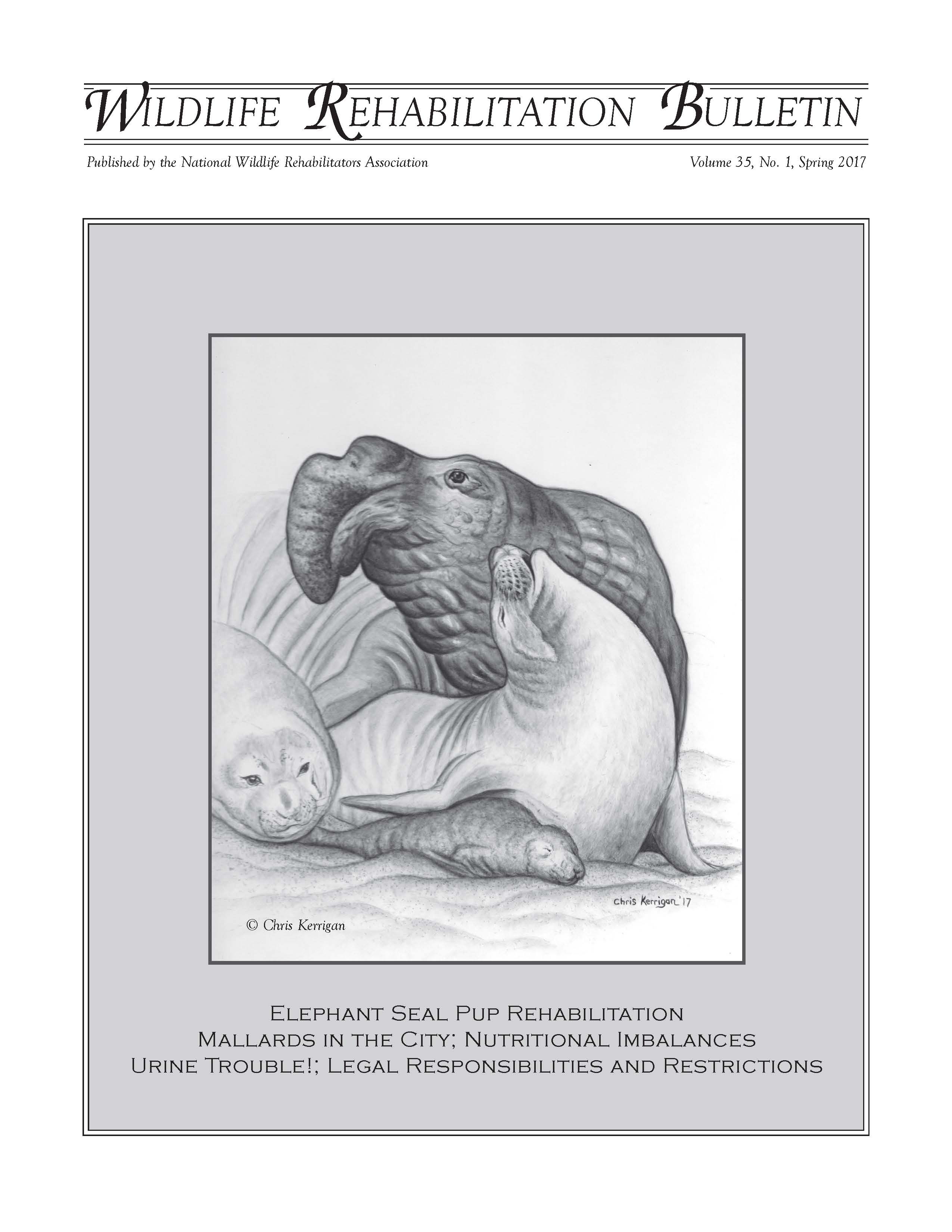 Northern Elephant Seals (Mirounga angustirostris). Artwork by Chris Kerrigan.