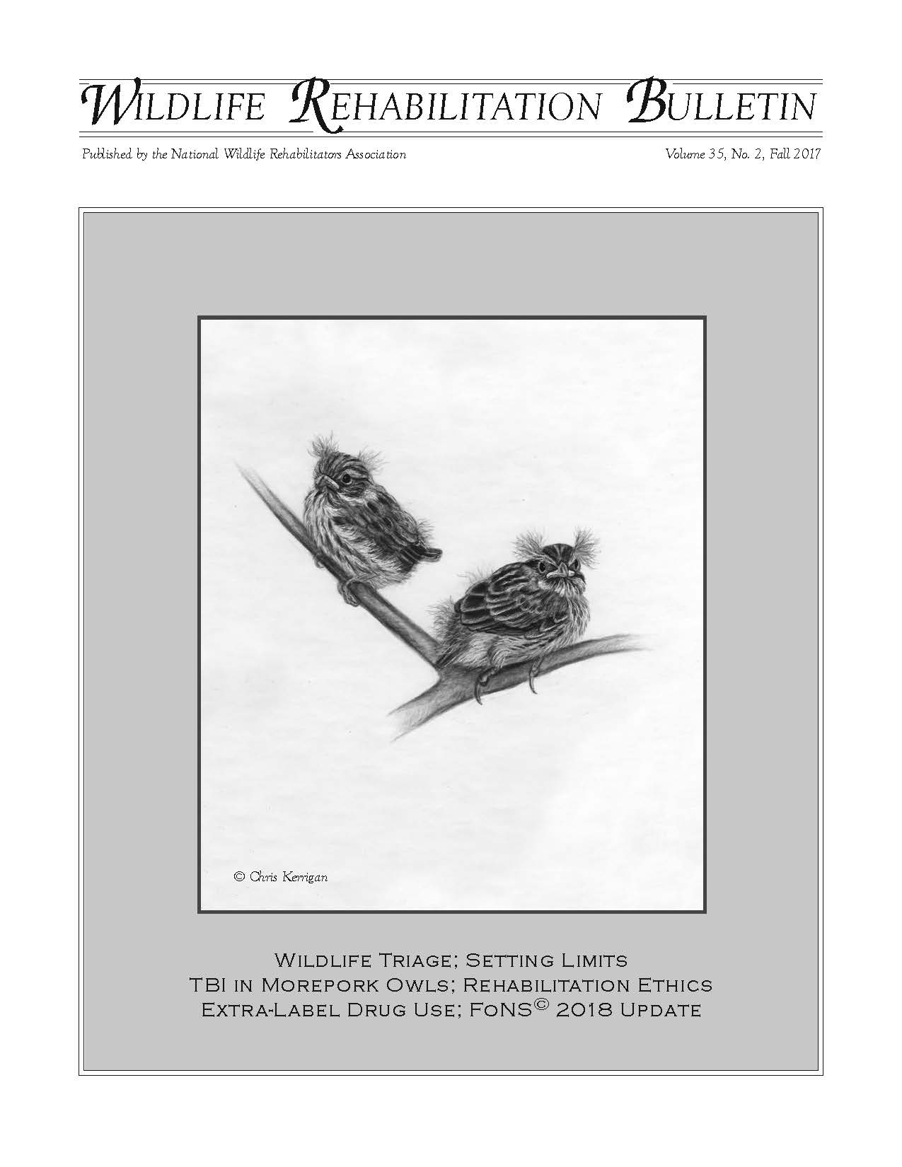 Young Song Sparrows (Melospiza melodia). Artwork by Chris Kerrigan.