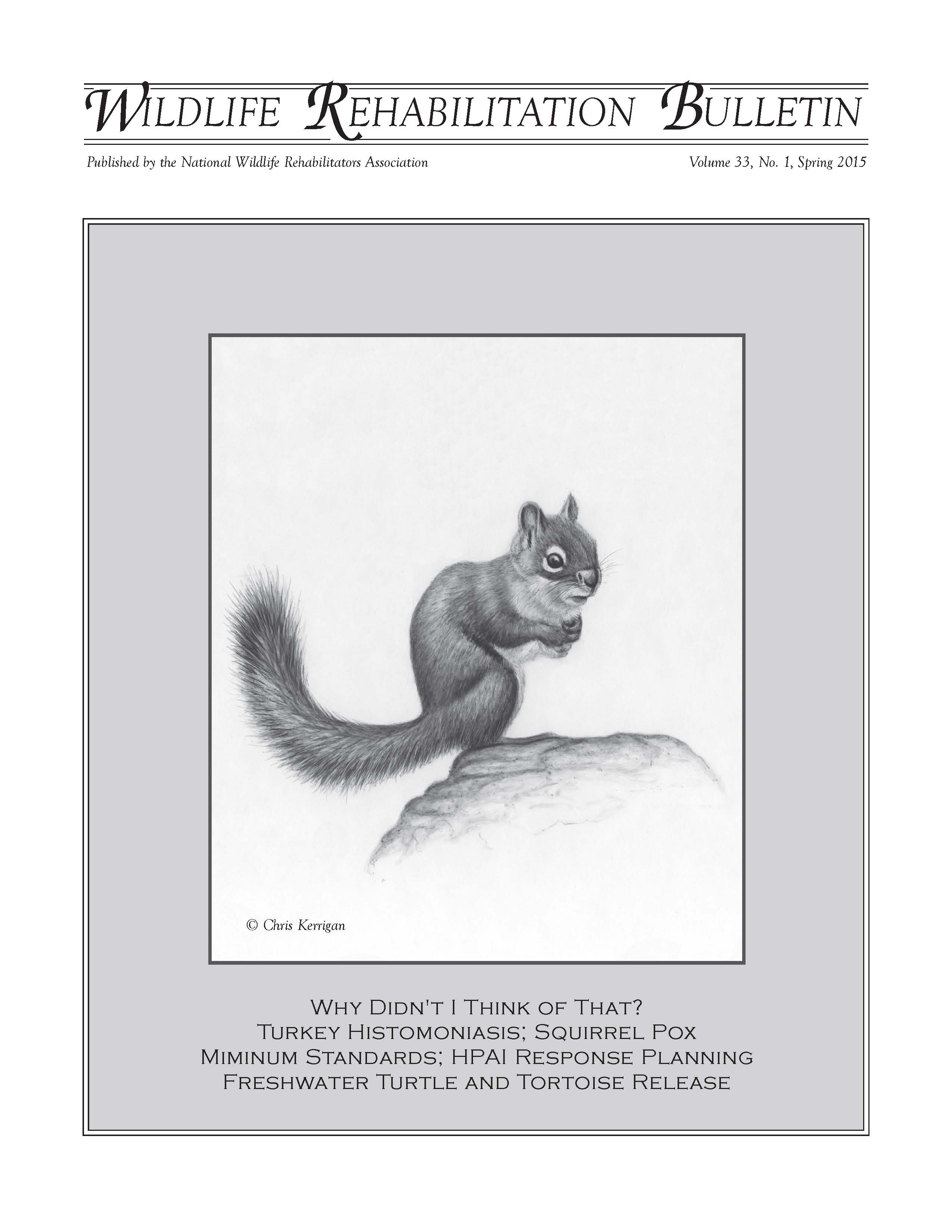 American red squirrel (Tamiascurius hudsonicus). Artwork by Chris Kerrigan