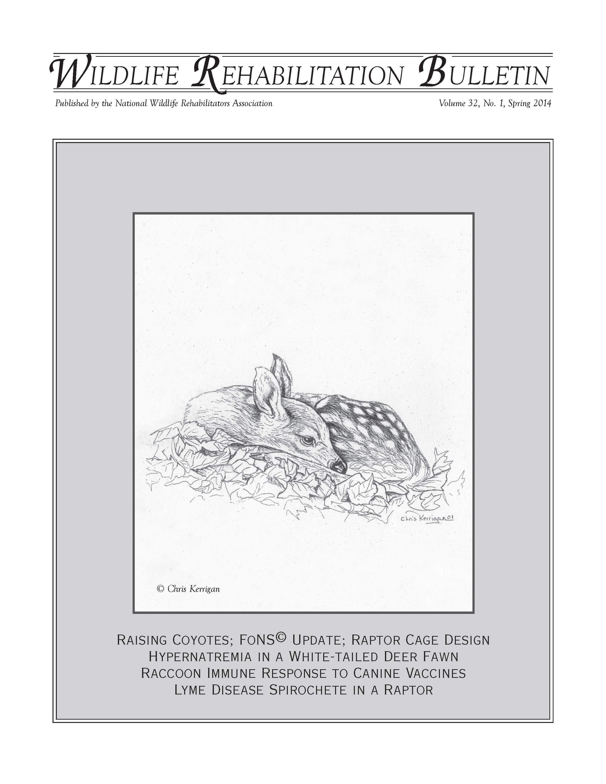 White–tailed Deer Fawn (Odocoileus virginanus). Artwork by Chris Kerrigan.