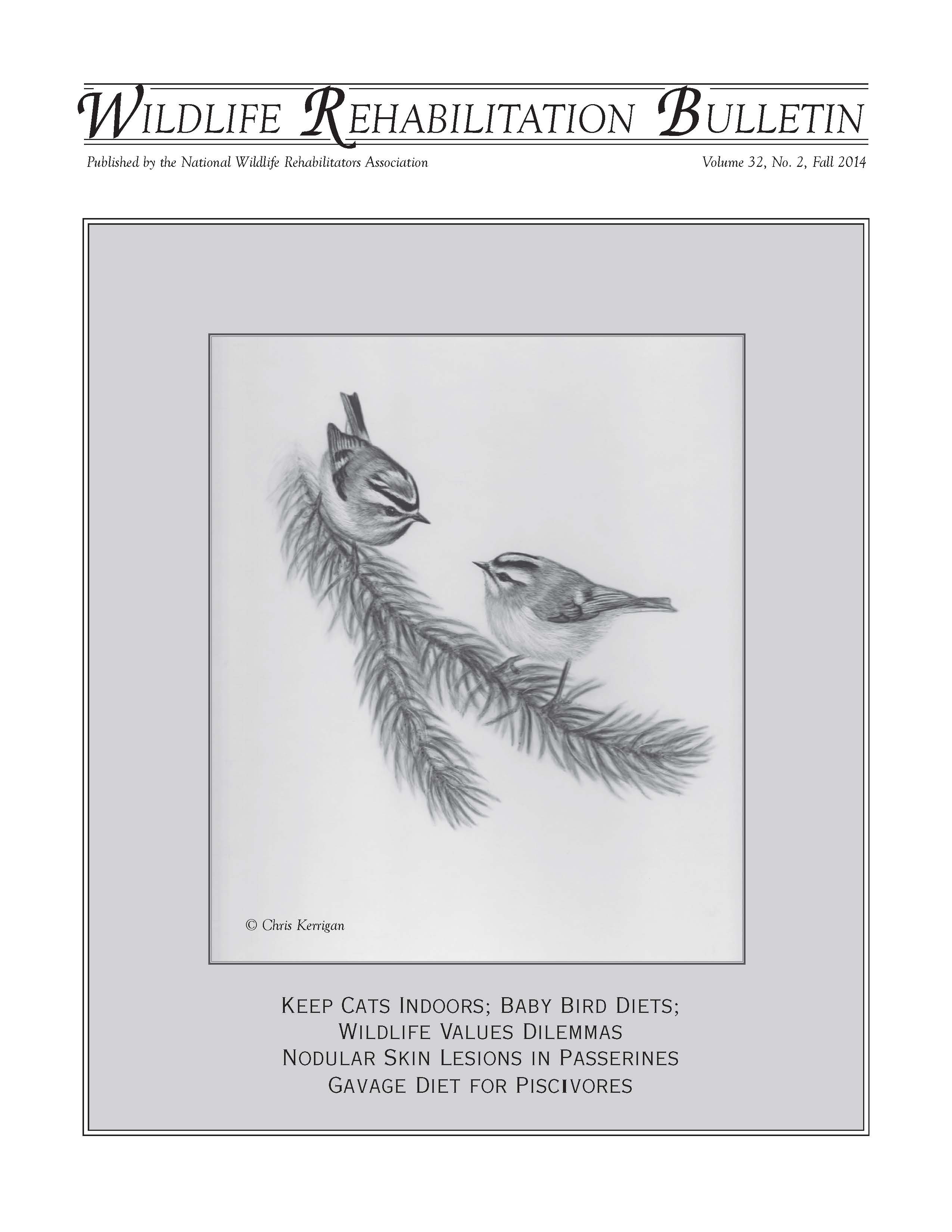 Golden–crowned kinglets (Regulus satrapa). Artwork by Chris Kerrigan