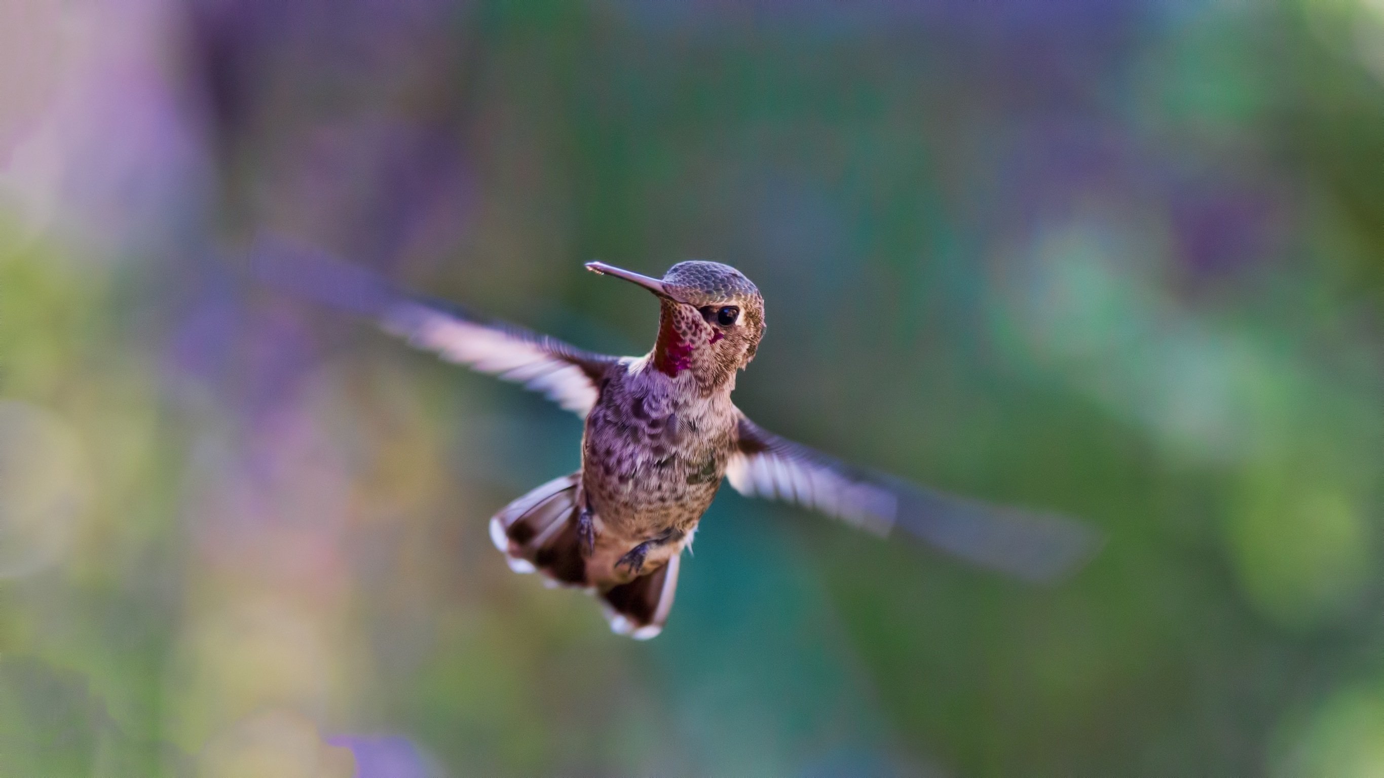 Hummingbird in flight
